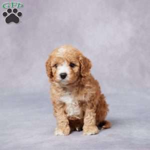 Hugo, Cavapoo Puppy